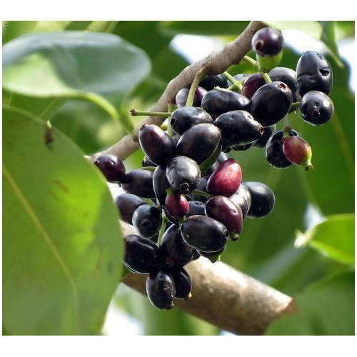 Jamun Fruit or Jambu Fruit or Java Plum for Diabetes and Weight Loss