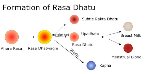 Ayurveda Definition and Functions of Rasa Dhatu or Lymph