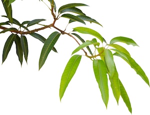 health benefits of mango leaves